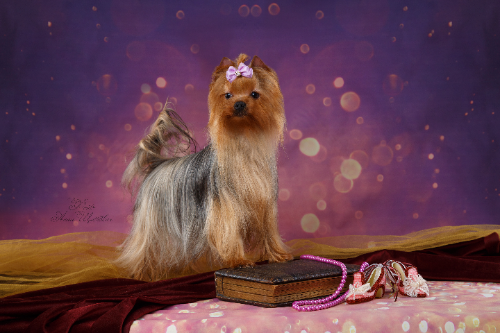 Lesanzh LESANZH SANTA-FE &mdash; Labaza DogPedigree YorkshireTerrier